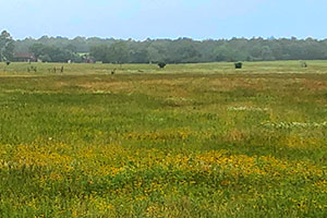 Caldwell TX